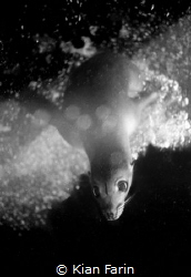 The Curious Sea Lion / Shot on film on my Nikonos V, this... by Kian Farin 